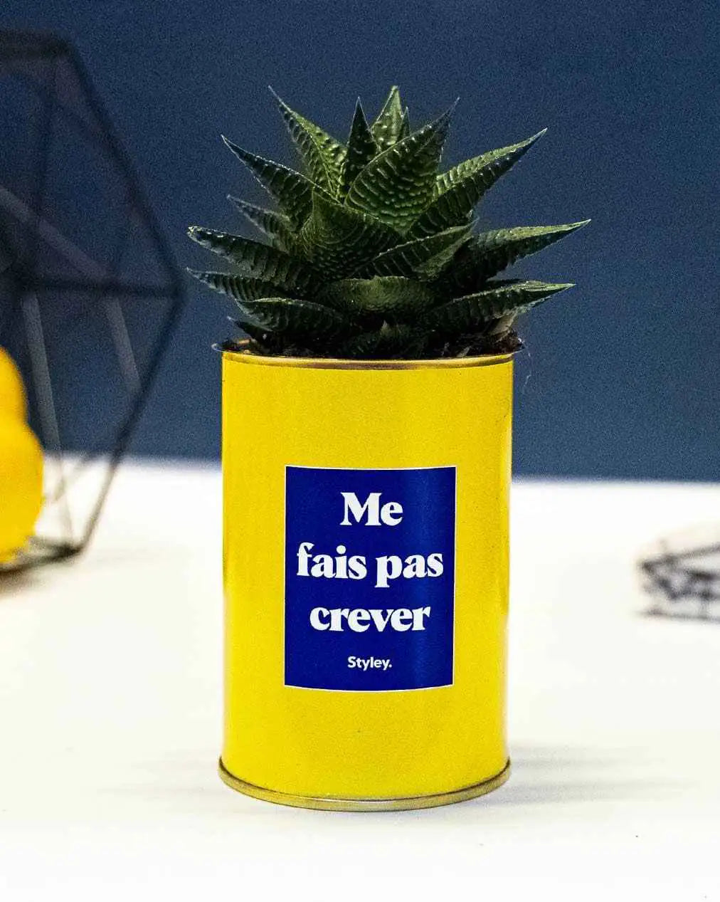 Me fais pas crever - Plante Haworthia varié