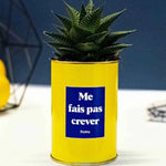 Me fais pas crever - Plante Haworthia varié