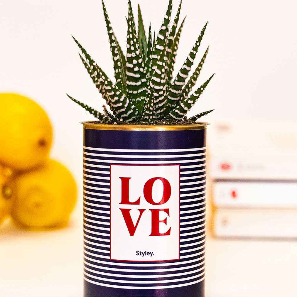 LOVE - Cactus