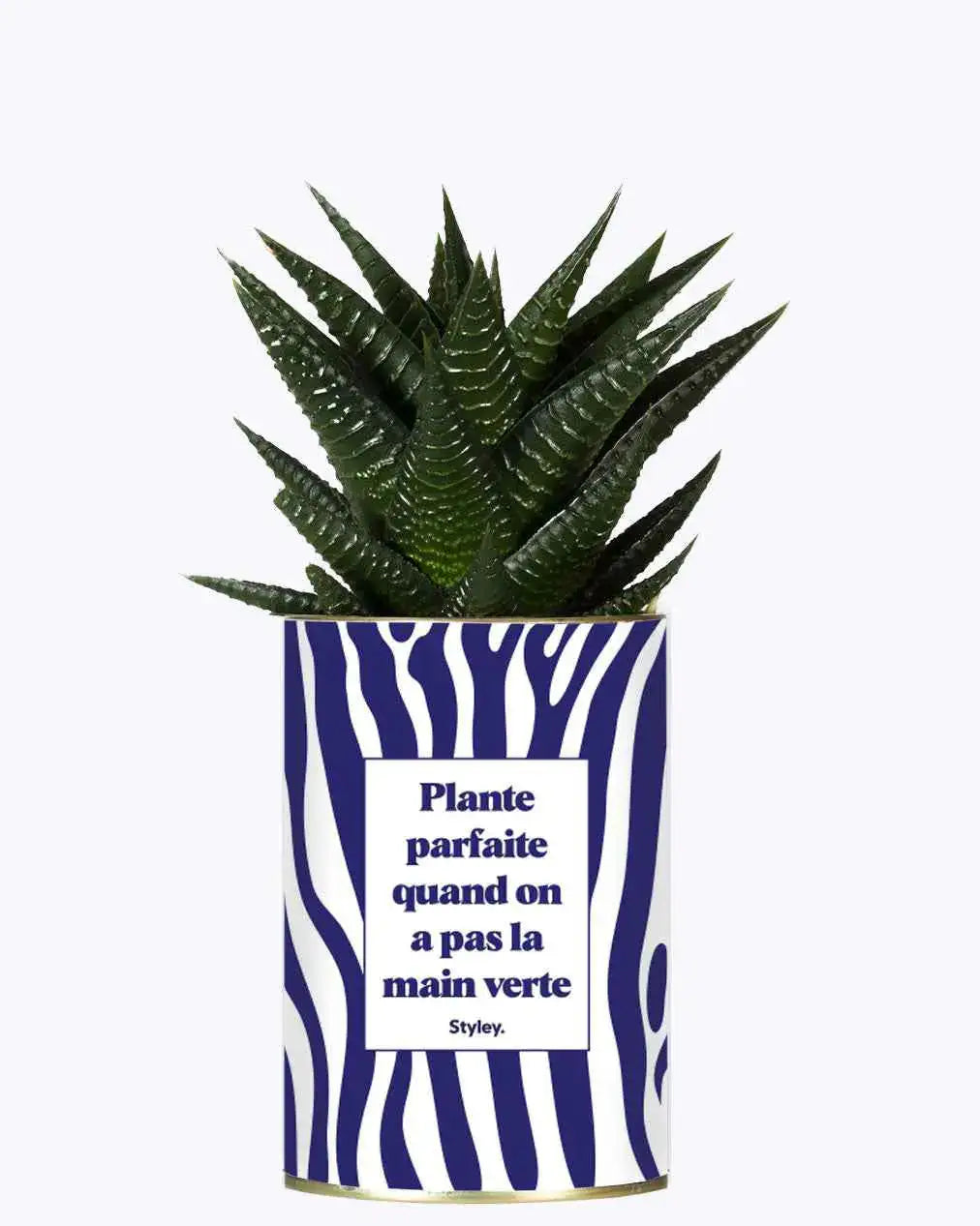 Plante parfaite quand on a pas la main verte - Plante Haworthia varié