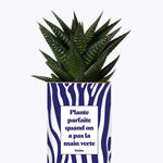 Plante parfaite quand on a pas la main verte - Plante Haworthia varié