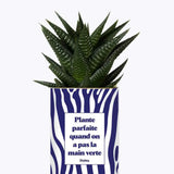 Plante parfaite quand on a pas la main verte - Plante Haworthia varié
