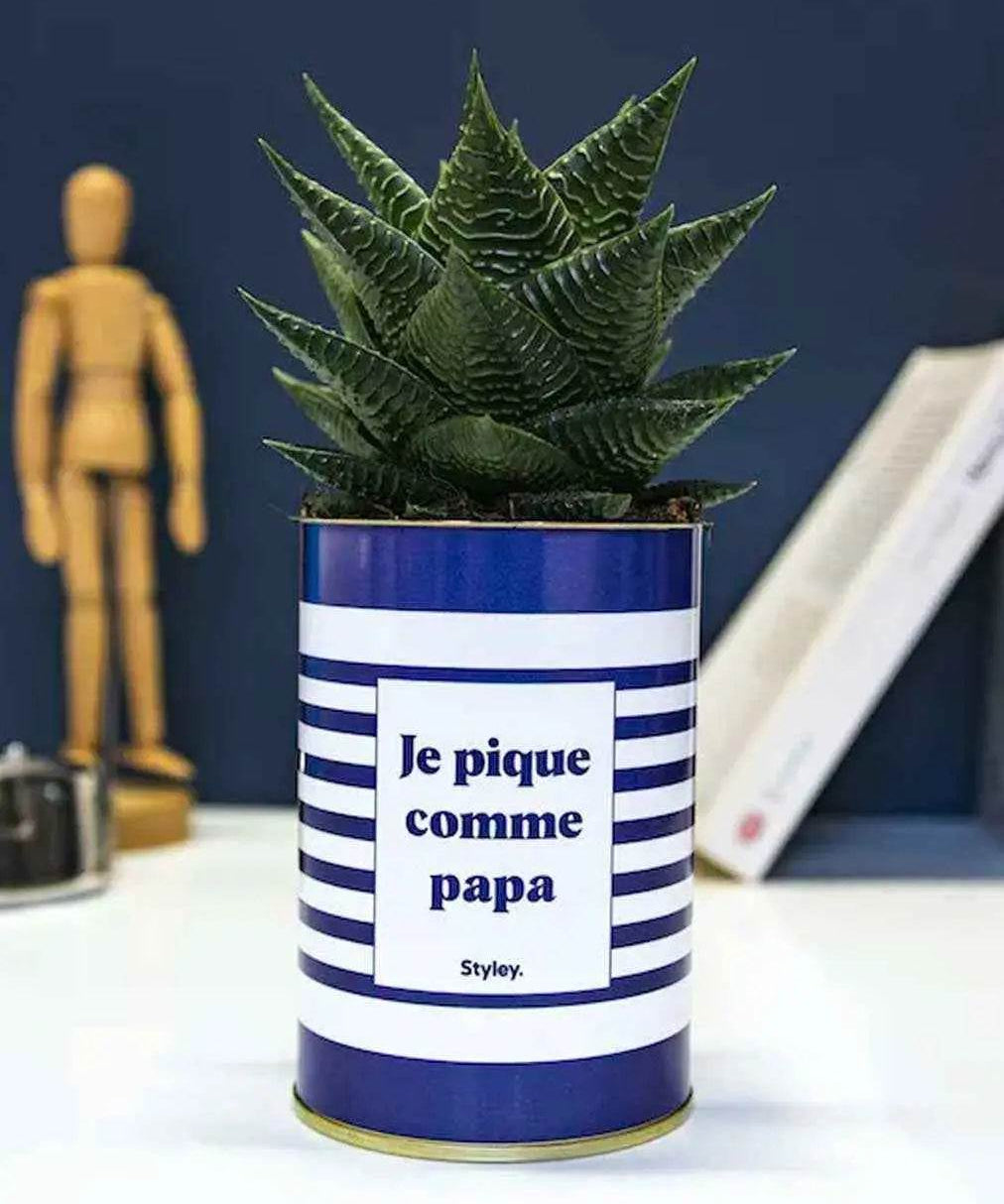 Je pique comme papa - Plante Haworthia varié