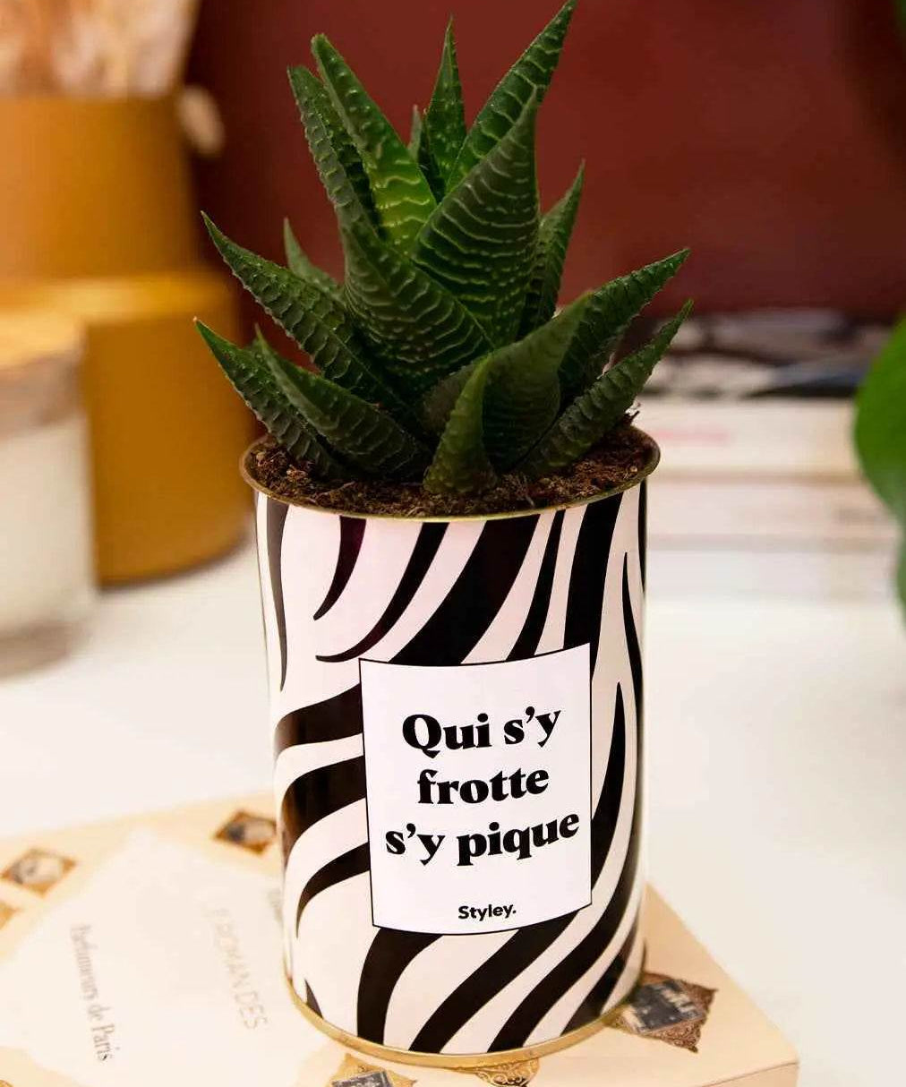 Qui s'y frotte s'y pique - Plante Haworthia varié