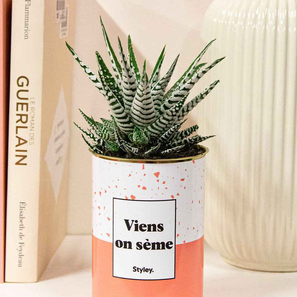 Viens on sème - Cactus