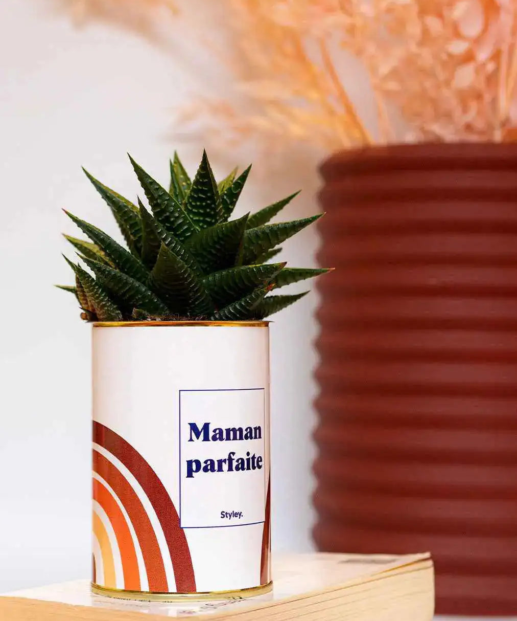 Maman parfaite - Plante Haworthia varié