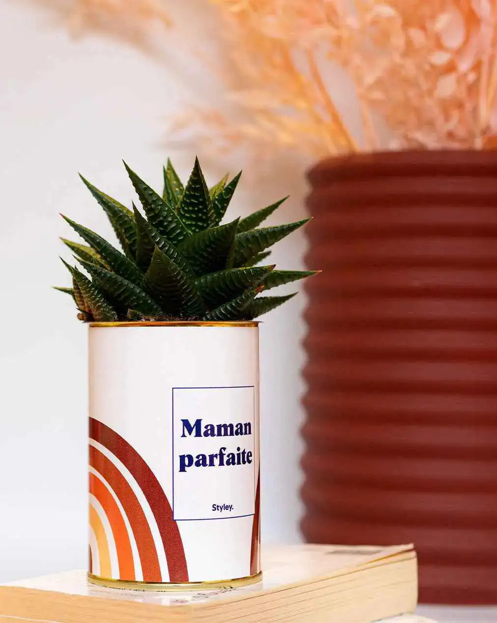 Maman parfaite - Plante Haworthia varié