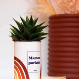 Maman parfaite - Plante Haworthia varié