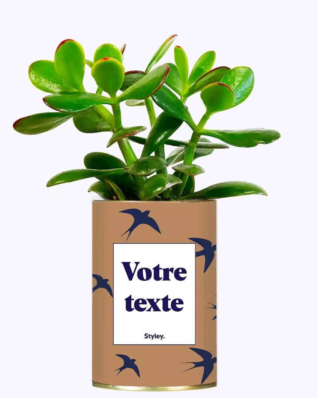 Cactus Hirondelles - Plante Personnalisable Crassula varié