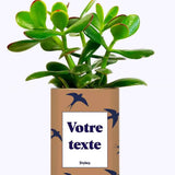 Cactus Hirondelles - Plante Personnalisable Crassula varié