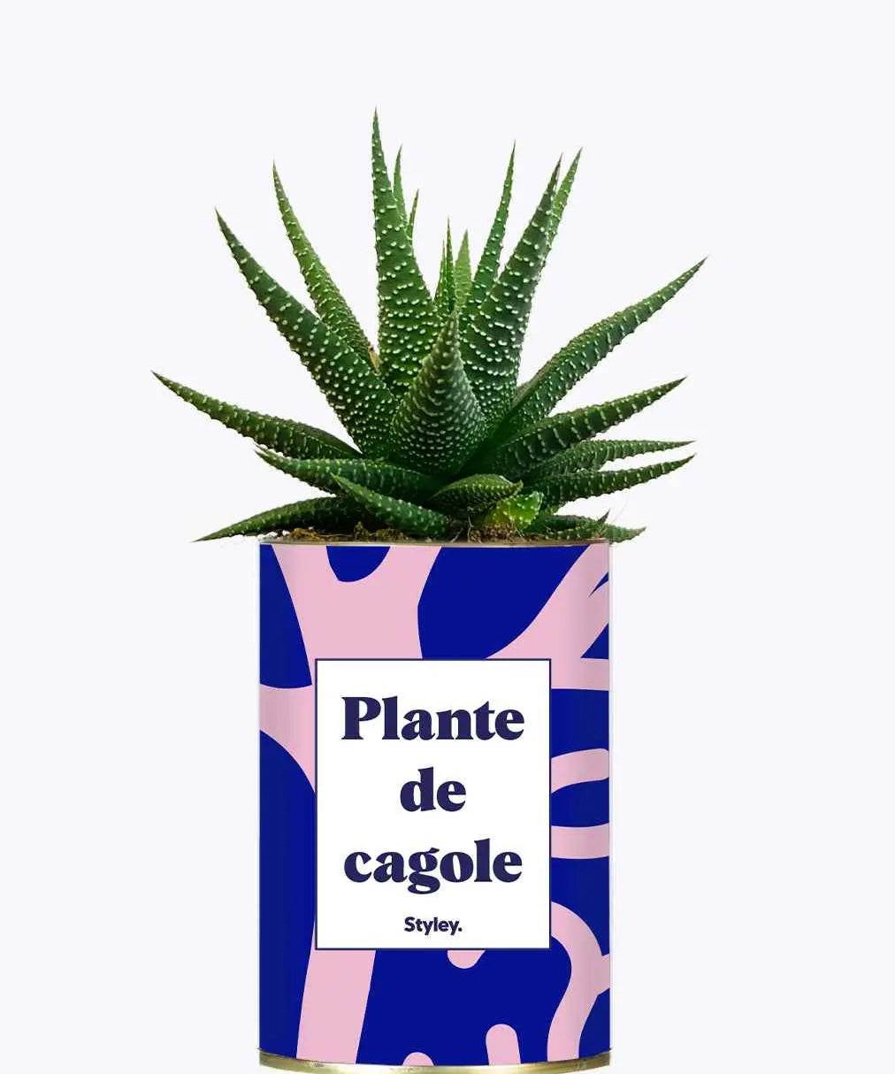 Plante de cagole - Plante Haworthia varié