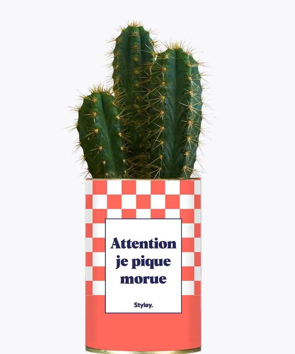 Attention je pique morue - Plante Cactus varié