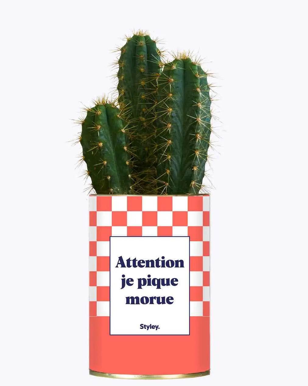 Attention je pique morue - Plante Cactus varié