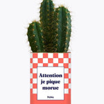 Attention je pique morue - Plante Cactus varié