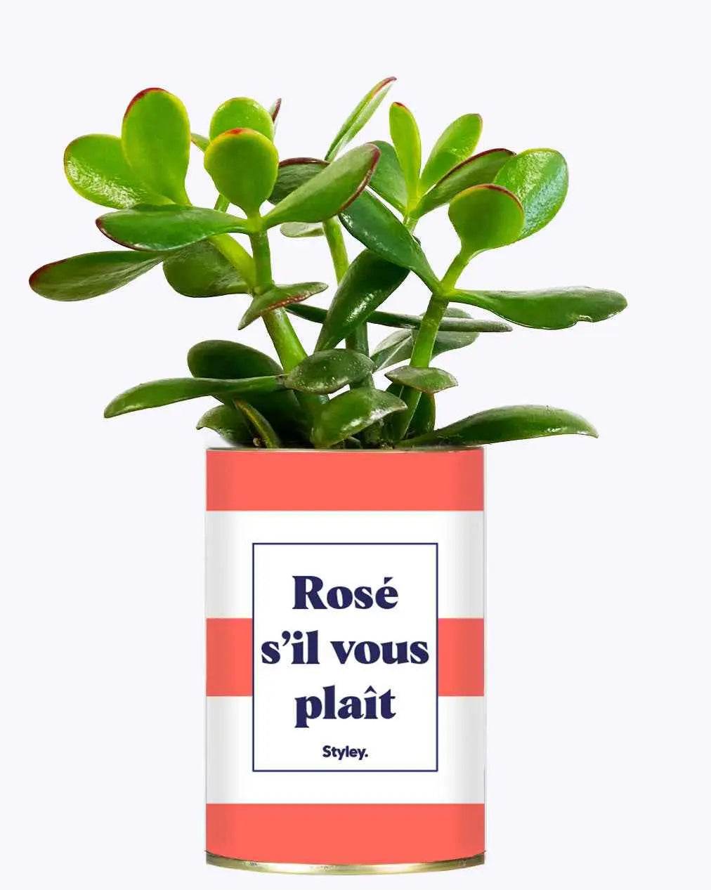 Rosé s'il vous plait - Plante