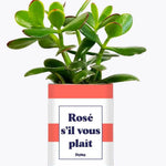 Rosé s'il vous plait - Plante