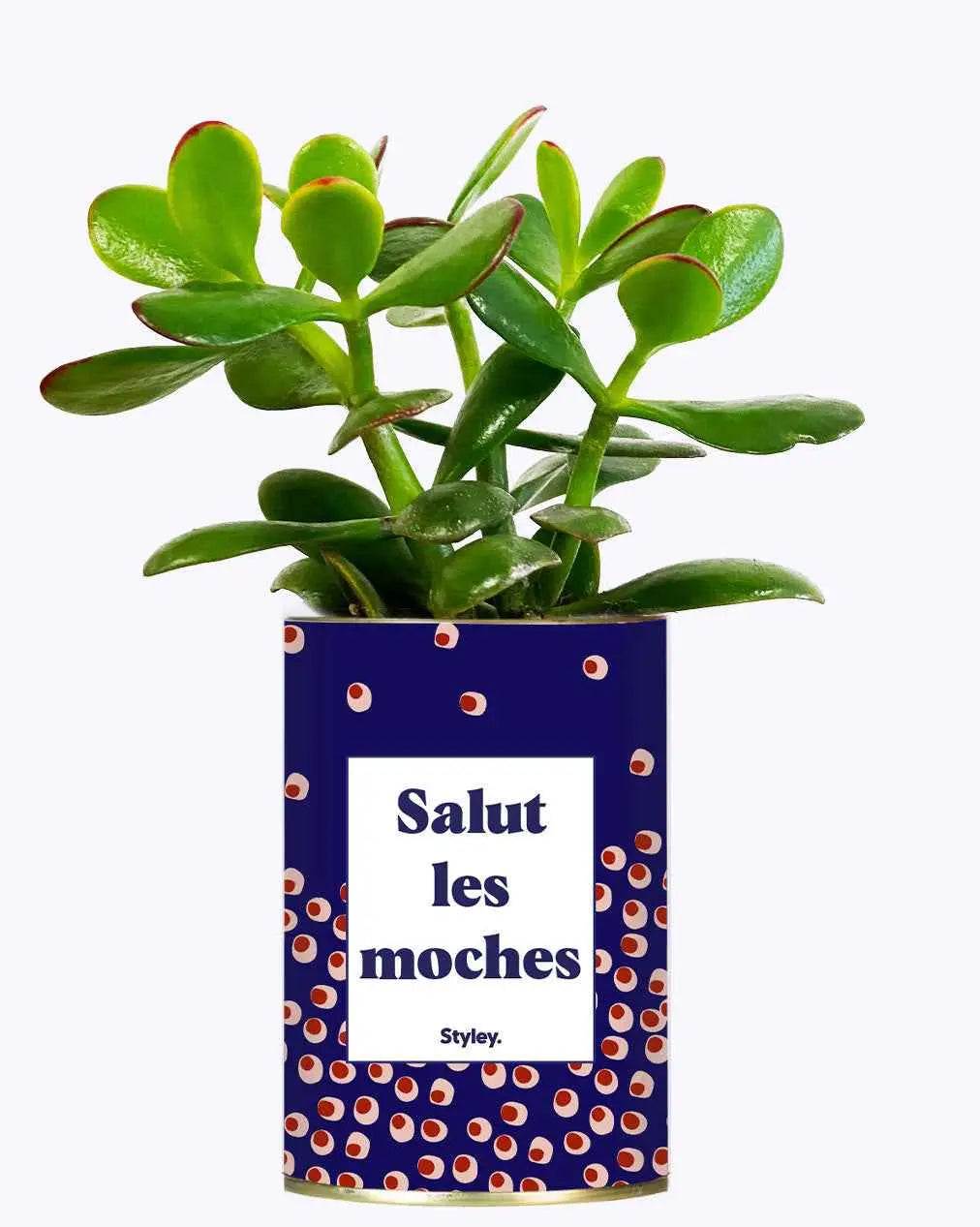 Salut les moches - Plante Crassula varié