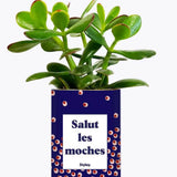 Salut les moches - Plante Crassula varié