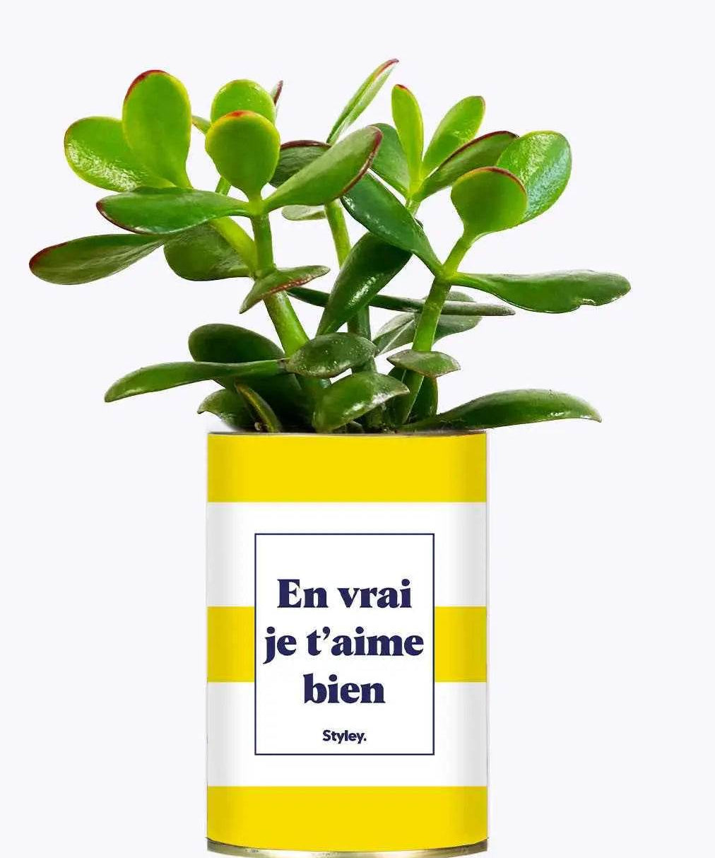 En vrai je t'aime bien - Plante Crassula varié