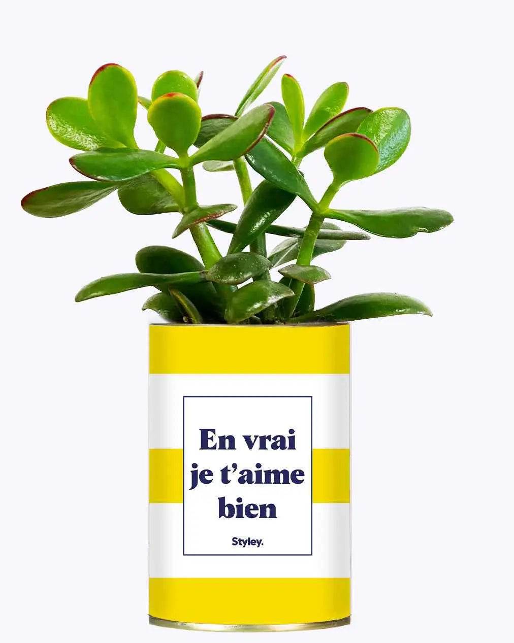 En vrai je t'aime bien - Plante Crassula varié