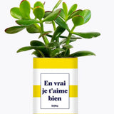 En vrai je t'aime bien - Plante Crassula varié