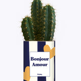 Bonjour Amour - Cactus