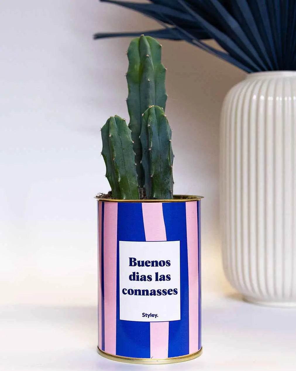 Buenos dias las connasses - Plante Cactus varié
