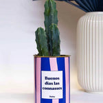 Buenos dias las connasses - Plante Cactus varié