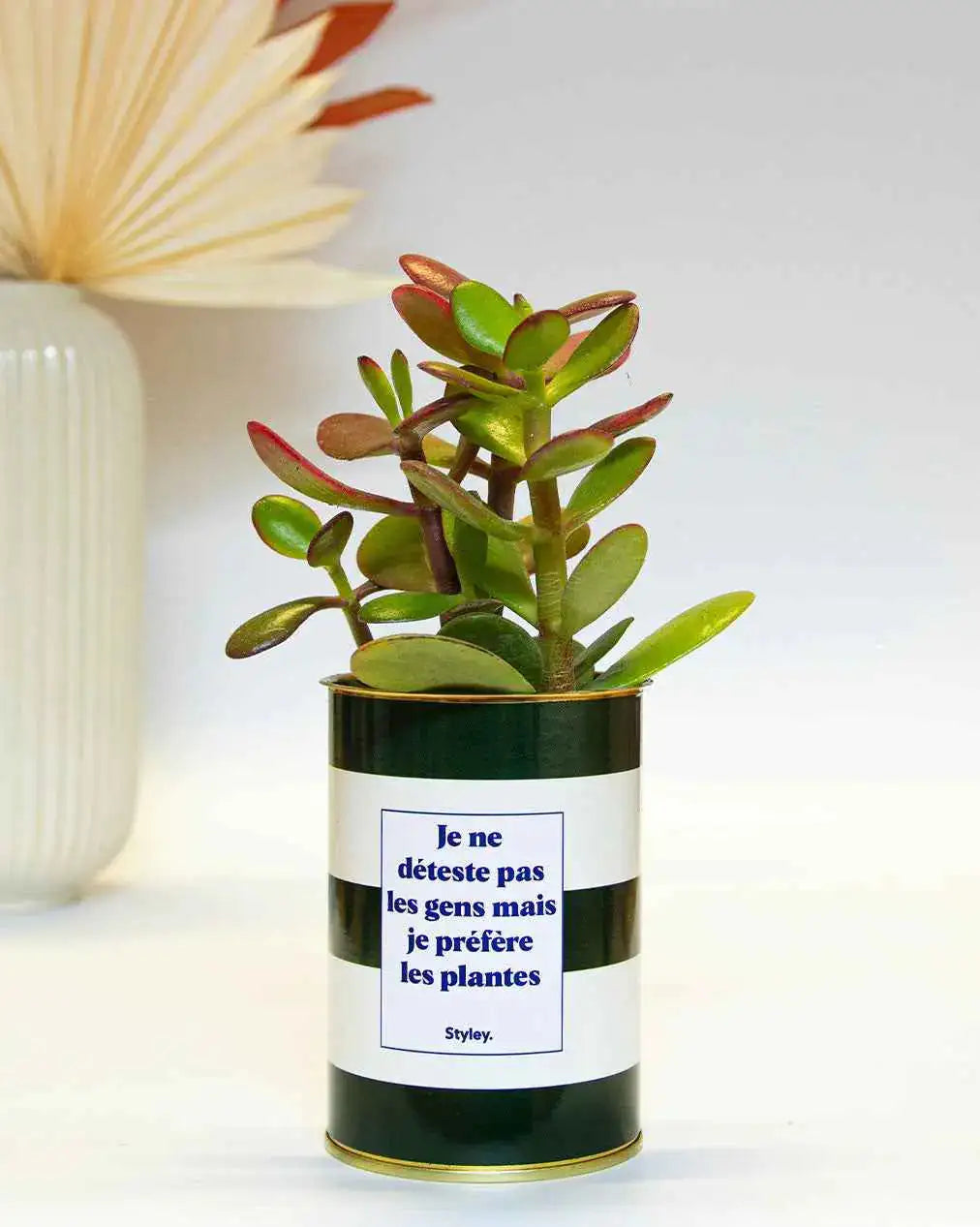 Je ne déteste pas les gens mais je préfère les plantes - Plante Crassula varié