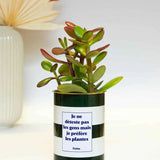 Je ne déteste pas les gens mais je préfère les plantes - Plante Crassula varié