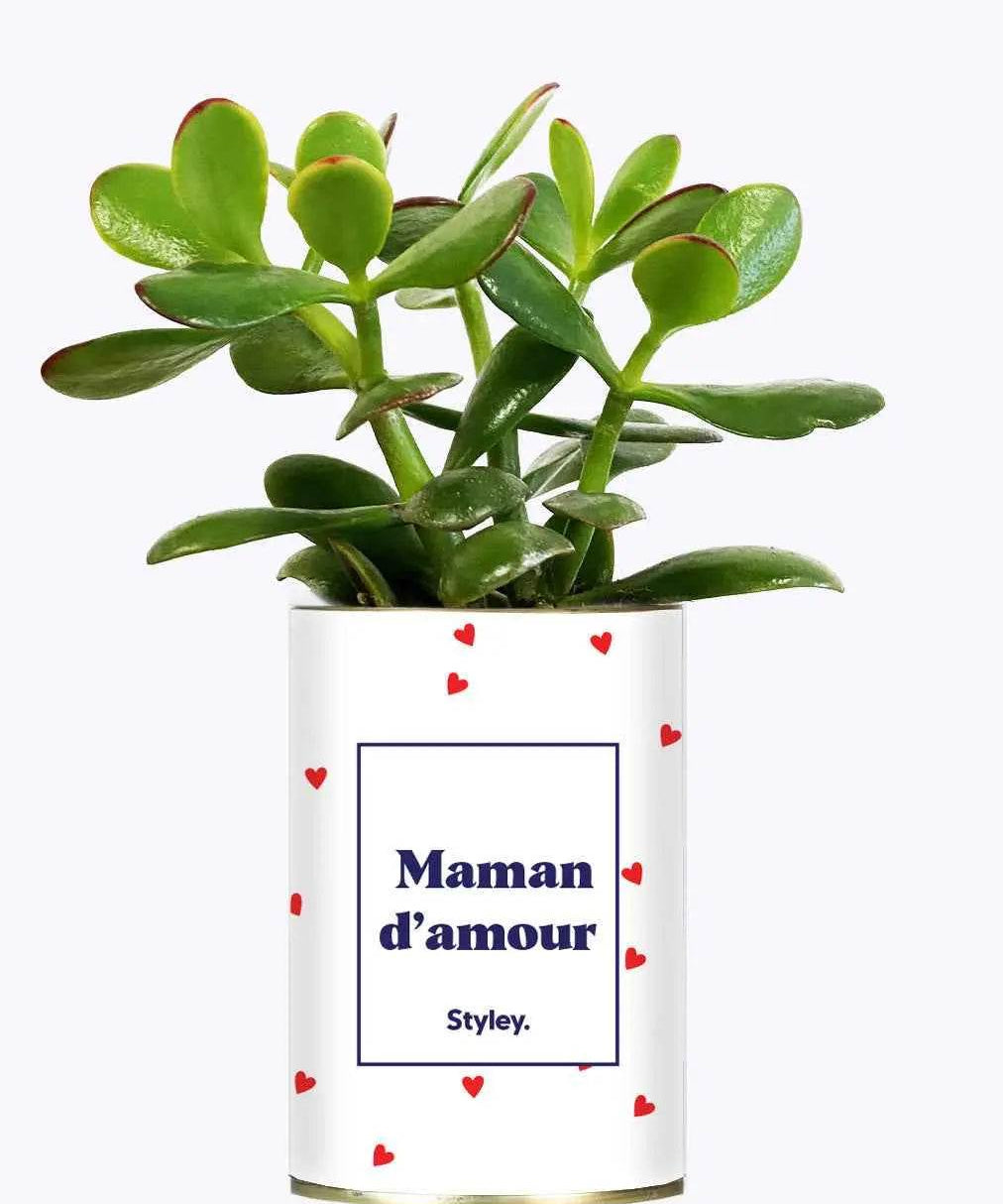 Maman d'amour - Cactus Crassula varié