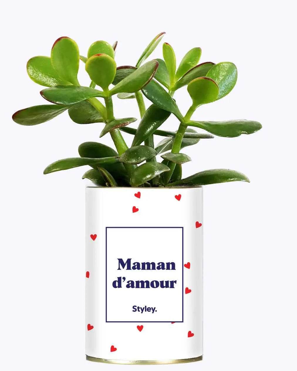 Maman d'amour - Cactus Crassula varié