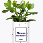 Maman d'amour - Cactus Crassula varié