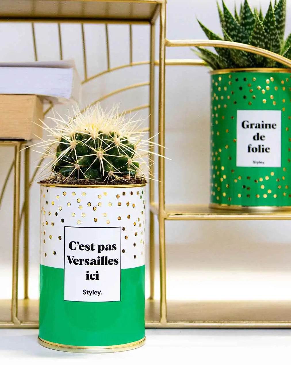 C'est pas Versailles ici - Plante Cactus varié