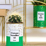 C'est pas Versailles ici - Plante Cactus varié