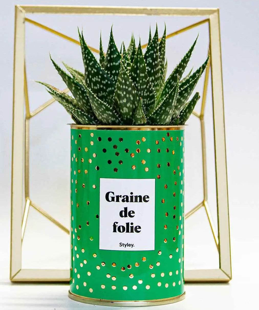 Graine de folie - Plante Haworthia varié
