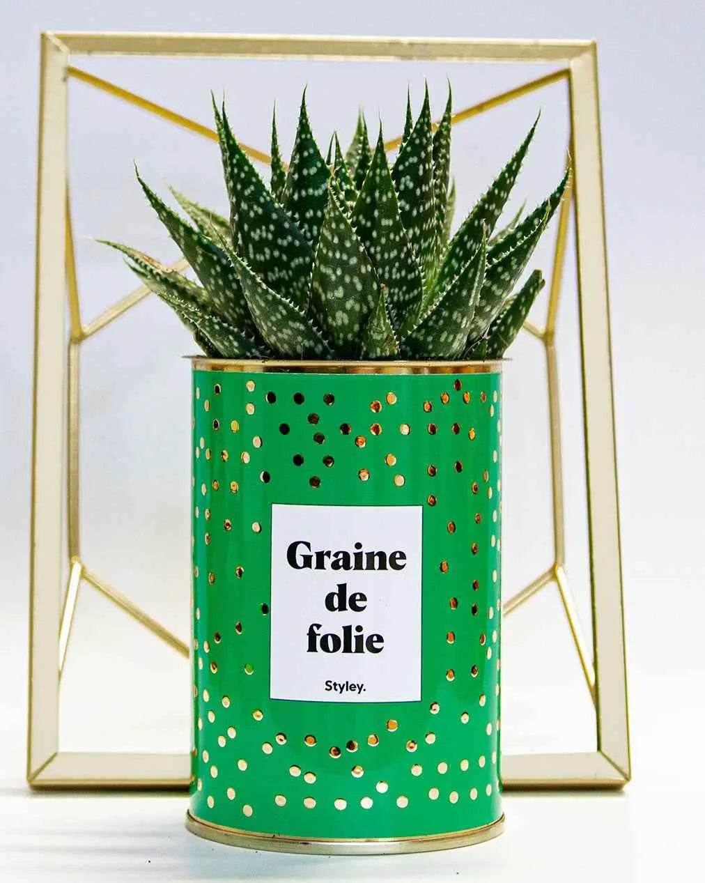 Graine de folie - Plante Haworthia varié