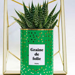 Graine de folie - Plante Haworthia varié
