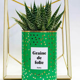 Graine de folie - Plante Haworthia varié