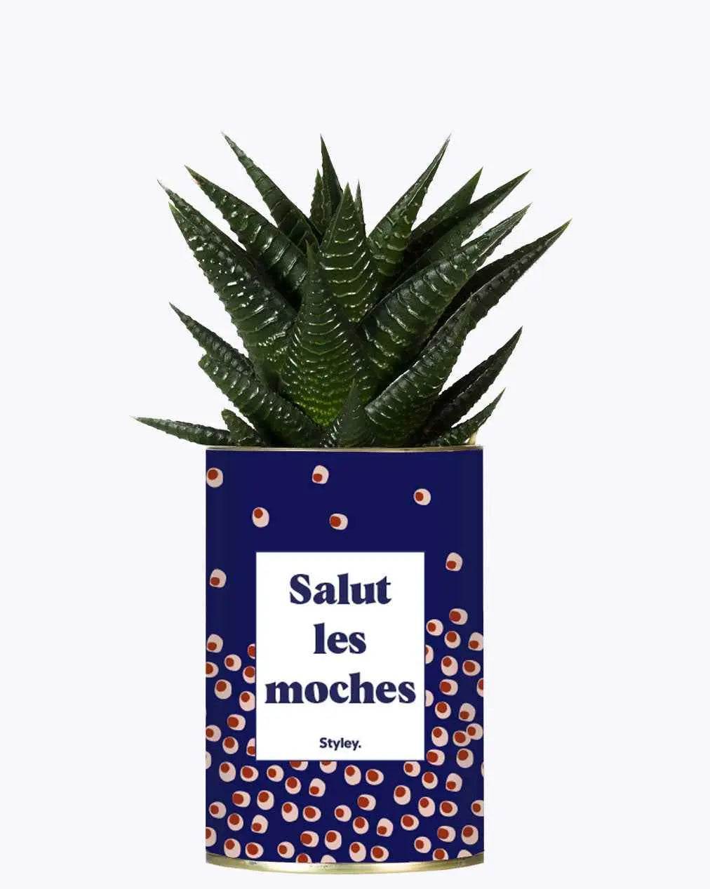Salut les moches - Plante Haworthia varié
