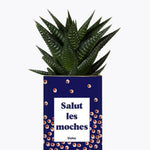 Salut les moches - Plante Haworthia varié