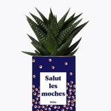 Salut les moches - Plante Haworthia varié