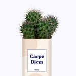 Carpe Diem - Cactus