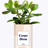 Carpe Diem - Cactus