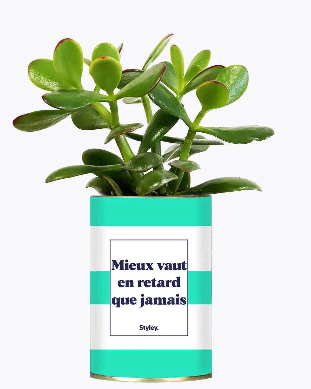 Mieux vaut en retard que jamais - Plante Crassula varié