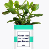 Mieux vaut en retard que jamais - Plante Crassula varié