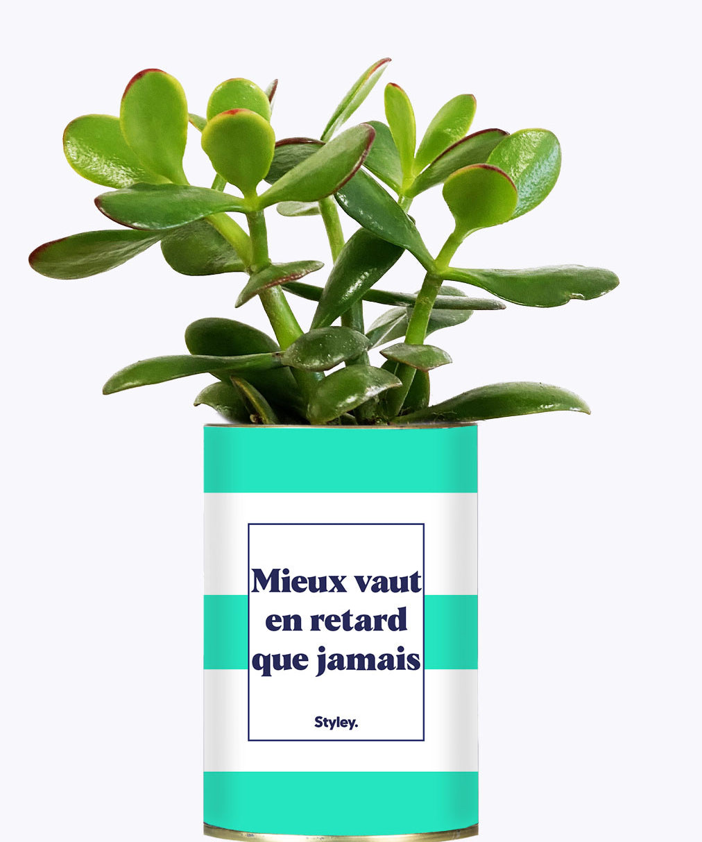 Mieux vaut en retard que jamais - Cactus