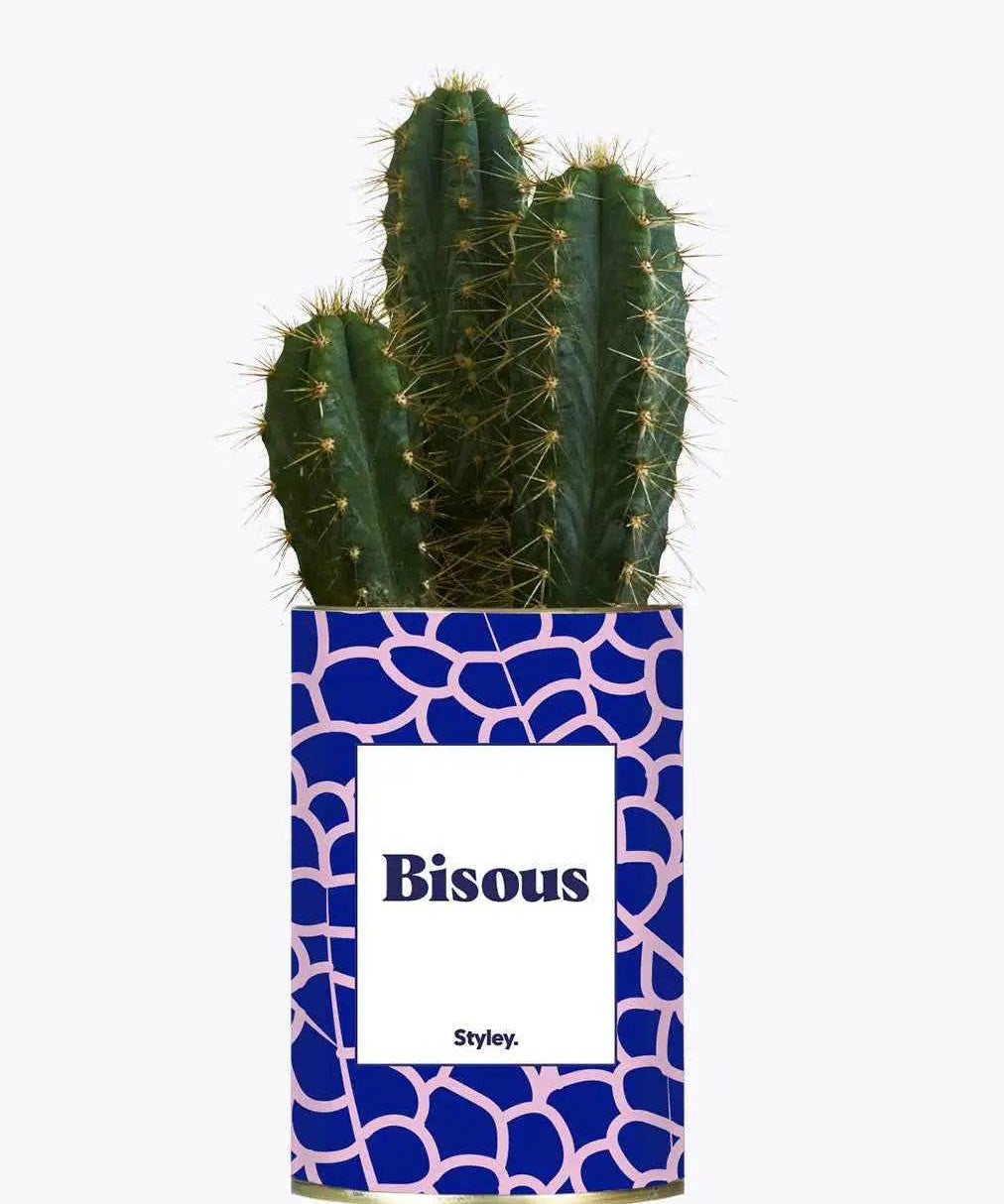 Bisous - Plante Cactus varié