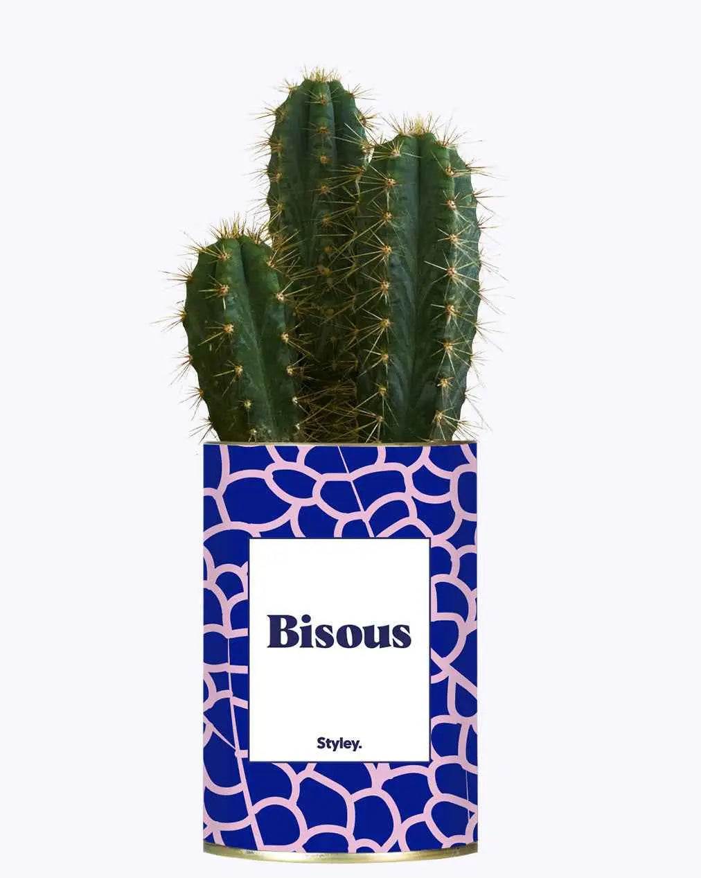 Bisous - Plante Cactus varié