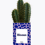 Bisous - Plante Cactus varié